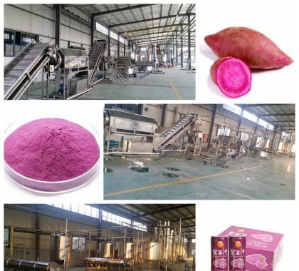 <b>Purple sweet potato processing line</b>